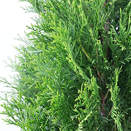 iglaco Thuja Smaragd immergrüner Lebensbaum Heckenpflanze Zypresse. Große und gesunde Sämlinge. (100, 120-130 cm) von iglaco