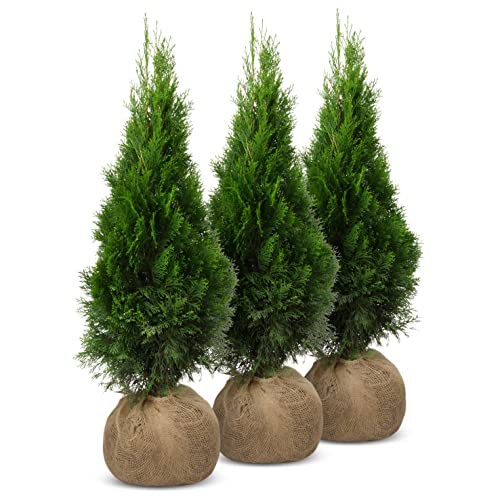 iglaco Thuja Smaragd immergrüner Lebensbaum Heckenpflanze Zypresse. Große und gesunde Sämlinge. (25, 80-90 cm) von iglaco