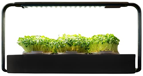 ingarden Bio Microgreens Antioxidant Mix – 6 Saatpads Radieschen, Brokkoli, Rucola – Superfood, vegan, nährstoffreich, 100% Bio & nachhaltig – Für Indoor Garten ingarden Bio Microgreens Antioxidant Mix – 6 Saatpads Radieschen, Brokkoli, Rucola – Superfood, vegan, nährstoffreich, 100% Bio & nachhaltig – Für Indoor Garten von ingarden