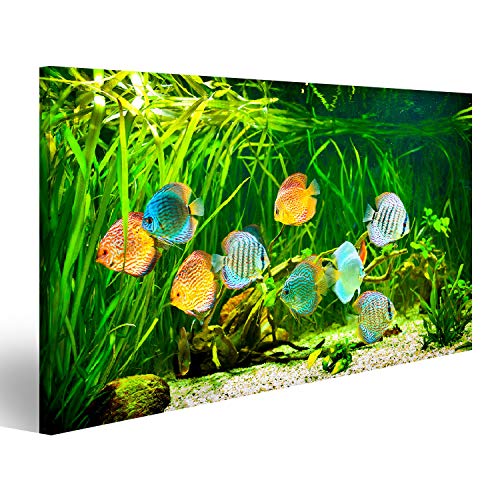 Bild Bilder auf Leinwand Symphysodon Diskus im Aquarium auf grünem Hintergrund Wandbild Poster Leinwandbild SML von islandburner,