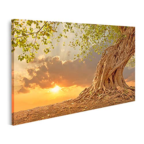 islandburner Bild auf Leinwand Schöner Alter Baum Bei Sonnenuntergang Bilder Wandbilder Poster von islandburner