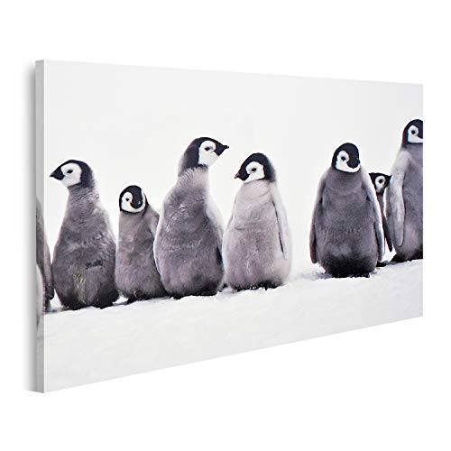 islandburner Bild auf Leinwand Junge Pinguine Baby Junge Pinguine Baby Eissonne Bilder Wandbilder Poster von islandburner