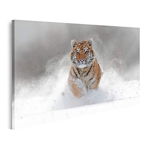 Bild auf Leinwand Tiger Wild Winter Natur Amur Tiger Laufen Schnee Aktion Wildlife Szene Gefahr Tier Kälte Winter Tajg Wandbild Leinwandbild Bilder für Wohnzimmer GCOE-1P Bild auf Leinwand Tiger Wild Winter Natur Amur Tiger Laufen Schnee Aktion Wildlife Szene Gefahr Tier Kälte Winter Tajg Wandbild Leinwandbild Bilder für Wohnzimmer GCOE-1P von islandburner