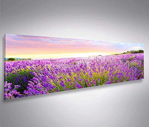 islandburner Bild Bilder auf Leinwand Lavendelfeld Panorama XXL Poster Leinwandbild Wandbild Art up Your Life ® von islandburner