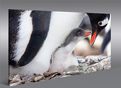 islandburner Bild Bilder auf Leinwand Pinguin Baby Pinguine 1K XXL Poster Leinwandbild Wandbild art up your life ® von islandburner