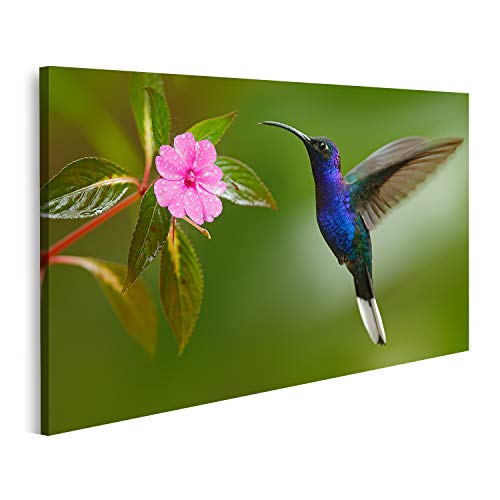 islandburner Bild auf Leinwand Kolibri Violet Sabrewing Flying neben schönen rosa Blume Wandbild Leinwandbild Bilder für Wohnzimmer GBAR-1P von islandburner