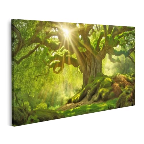 islandburner Bild auf Leinwand Sonnenschein Alter Baum Bilder Wandbilder Poster islandburner Bild auf Leinwand Sonnenschein Alter Baum Bilder Wandbilder Poster von islandburner