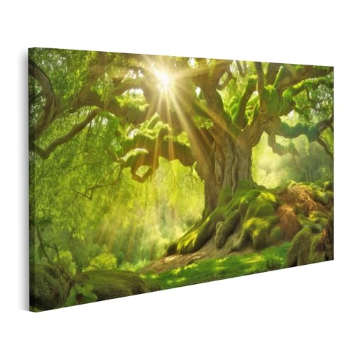 islandburner Bild auf Leinwand Sonnenstrahlen auf altem Baum Naturbild Bilder Wandbilder Poster islandburner Bild auf Leinwand Sonnenstrahlen auf altem Baum Naturbild Bilder Wandbilder Poster von islandburner