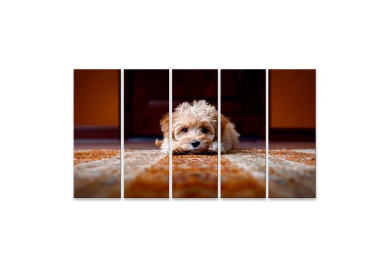 islandburner Leinwandbild, Niedlicher Welpe auf Teppich in Innenraum islandburner Leinwandbild, Niedlicher Welpe auf Teppich in Innenraum von islandburner
