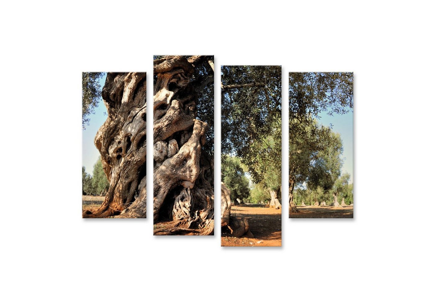 islandburner Leinwandbild Bild auf Leinwand Alte Olivenbaum Im Garten Wandbild Leinwandbild Wan von islandburner