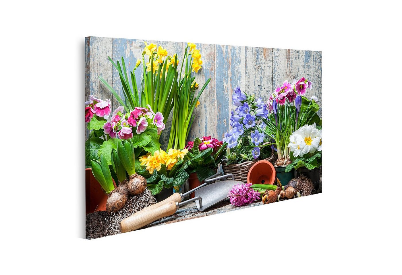 islandburner Leinwandbild Bild auf Leinwand Blumen pflanzen in Topf mit Erde oder Erde im Hinter von islandburner