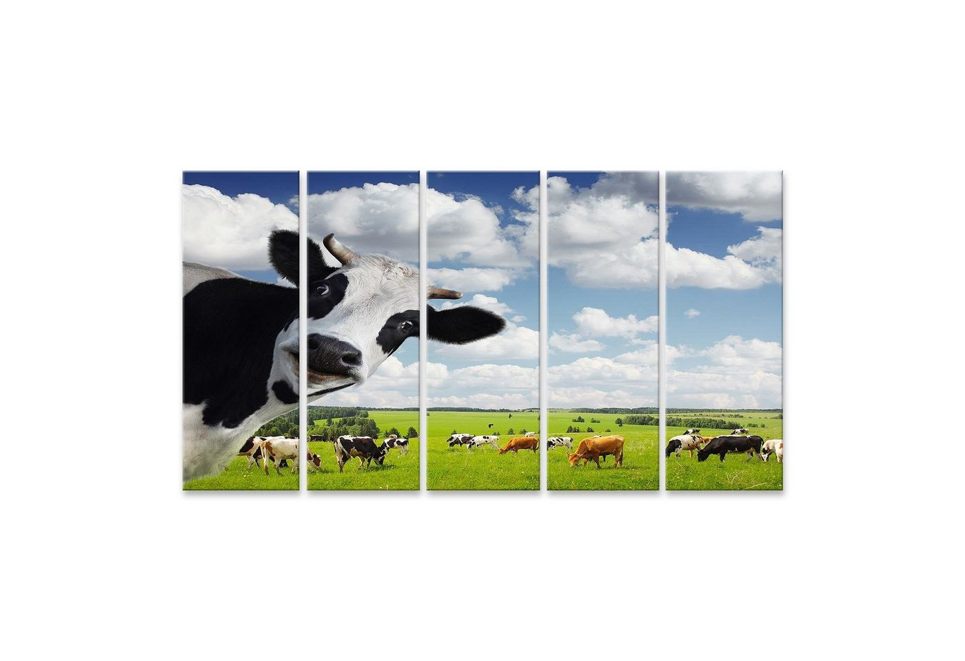 islandburner Leinwandbild Bild auf Leinwand Funny Cow Suche Nach Einer Kamera Mit Grünen Ländlic von islandburner