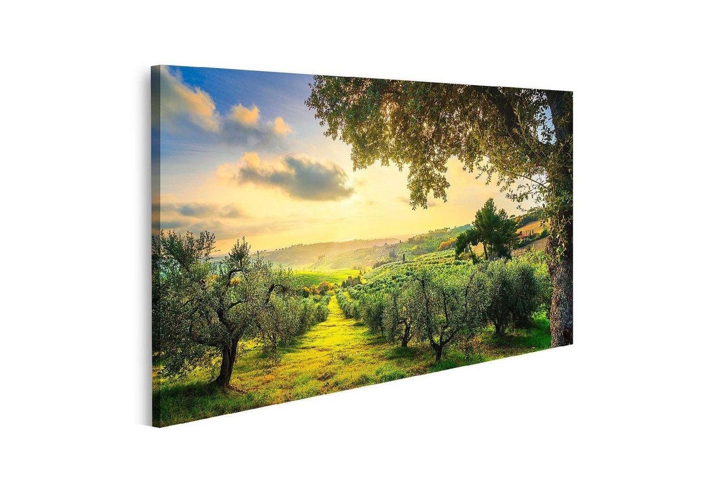 islandburner Leinwandbild Bild auf Leinwand Maremma Landschaft Panorama und OlivenbÃ?ume auf Son von islandburner