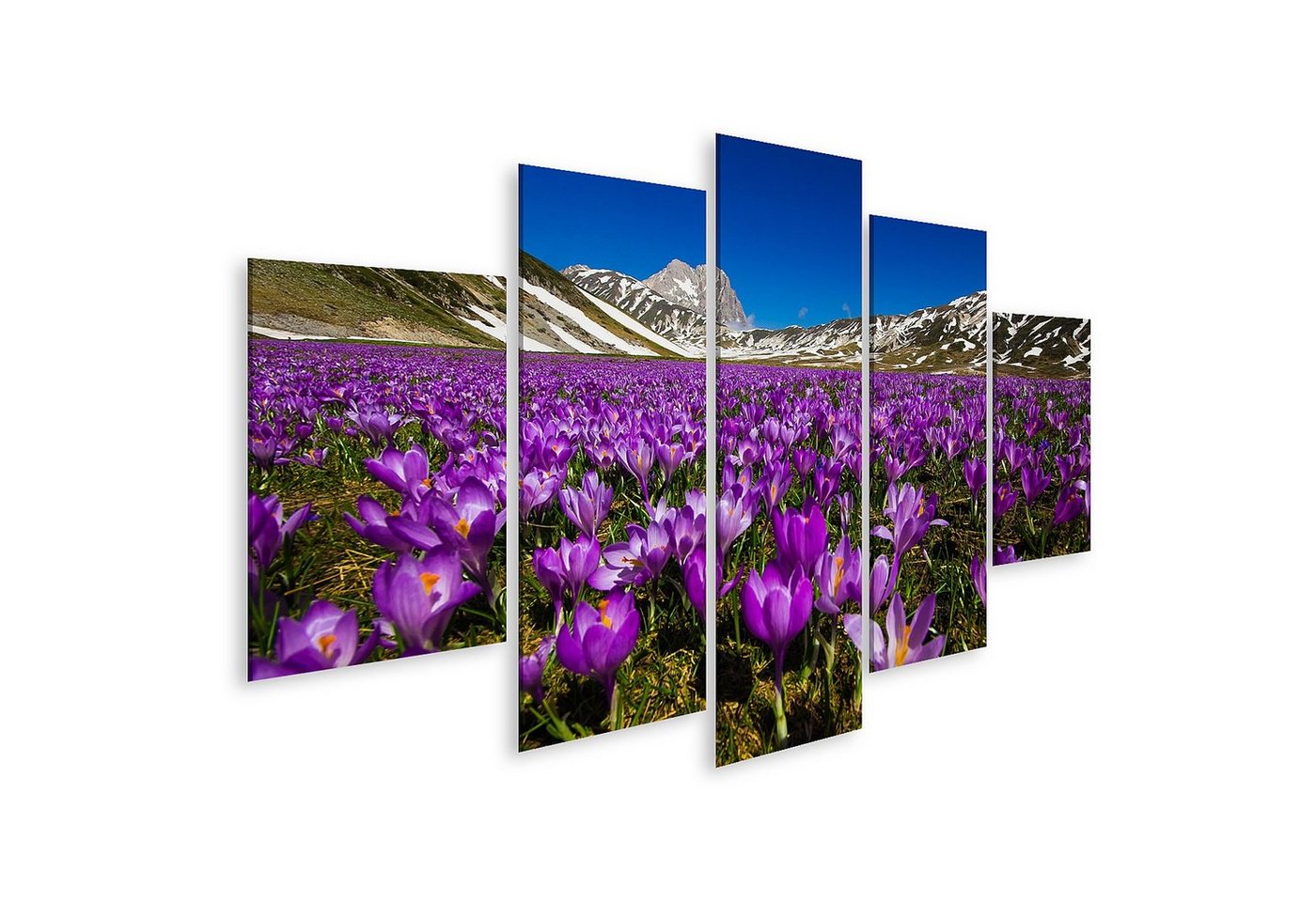 islandburner Leinwandbild Bild auf Leinwand Teppich Wilder Berg Krokusblüten Campo Imperatore Ab von islandburner