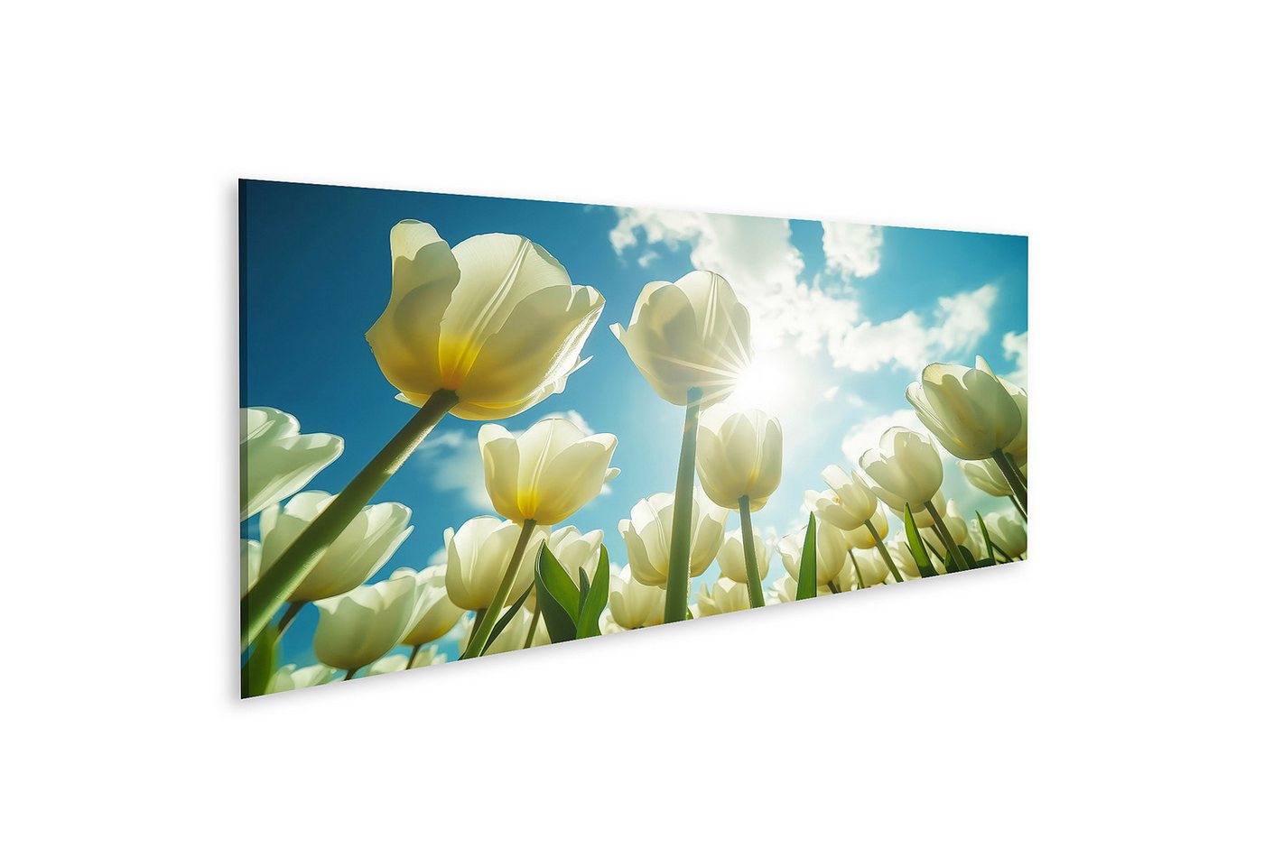 islandburner Leinwandbild Detailaufnahme: Feld weiäer Tulpen vor blauem Himmel, Frühlingsmotiv W von islandburner