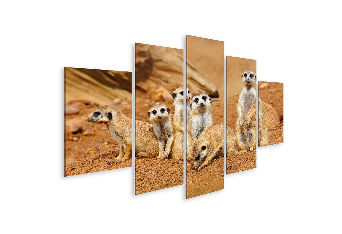 islandburner Leinwandbild Groß Tier Familie Lustig Bild Afrika Natur Niedlich Erdmännc Bilder von islandburner