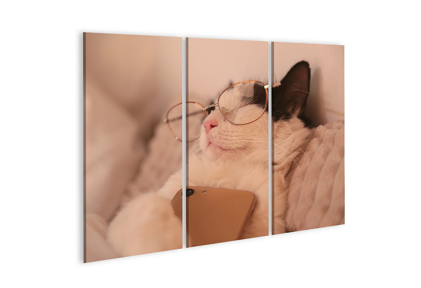 islandburner Leinwandbild Katze Mit Brille Schläft Mit Telefon Entspannt Auf Kissen Wandbild von islandburner
