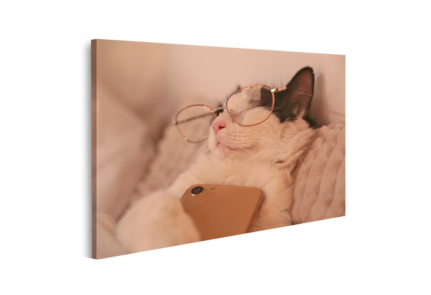 islandburner Leinwandbild Katze Mit Brille Schläft Mit Telefon Entspannt Auf Kissen Wandbild von islandburner