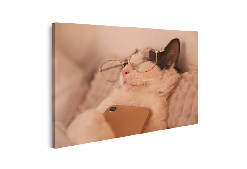 islandburner Leinwandbild Katze Mit Brille Schläft Mit Telefon Entspannt Auf Kissen Wandbild von islandburner