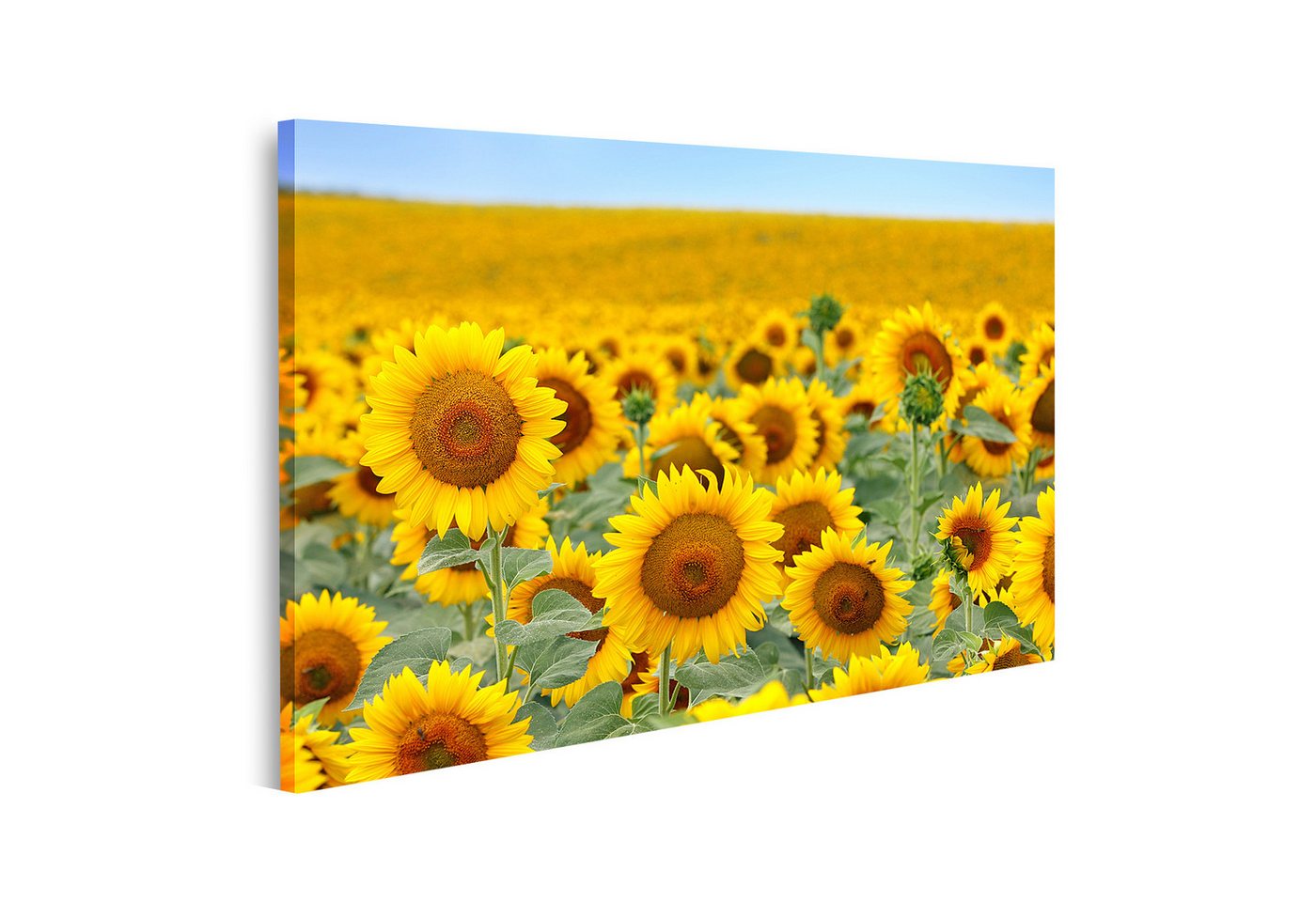 islandburner Leinwandbild Sonnenblumenfeld im Sommer sonnig glücklich Blumen Natur stapeln islandburner Leinwandbild Sonnenblumenfeld im Sommer sonnig glücklich Blumen Natur stapeln von islandburner