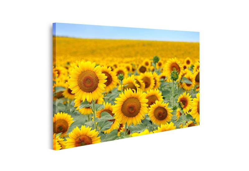 islandburner Leinwandbild Sonnenblumenfeld im Sommer sonnig glücklich Blumen Natur stapeln von islandburner