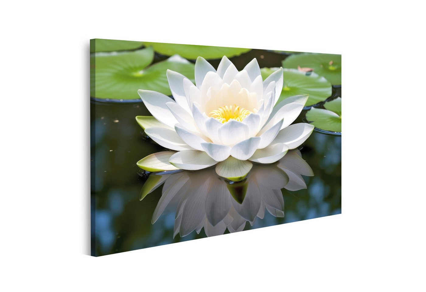 islandburner Leinwandbild Weiße Lotusblume öffnet einen ruhigen Teich Bilder von islandburner