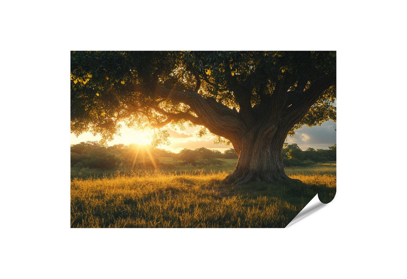 islandburner Poster, Alter Baum bei Sonnenuntergang in der Wiese islandburner Poster, Alter Baum bei Sonnenuntergang in der Wiese von islandburner