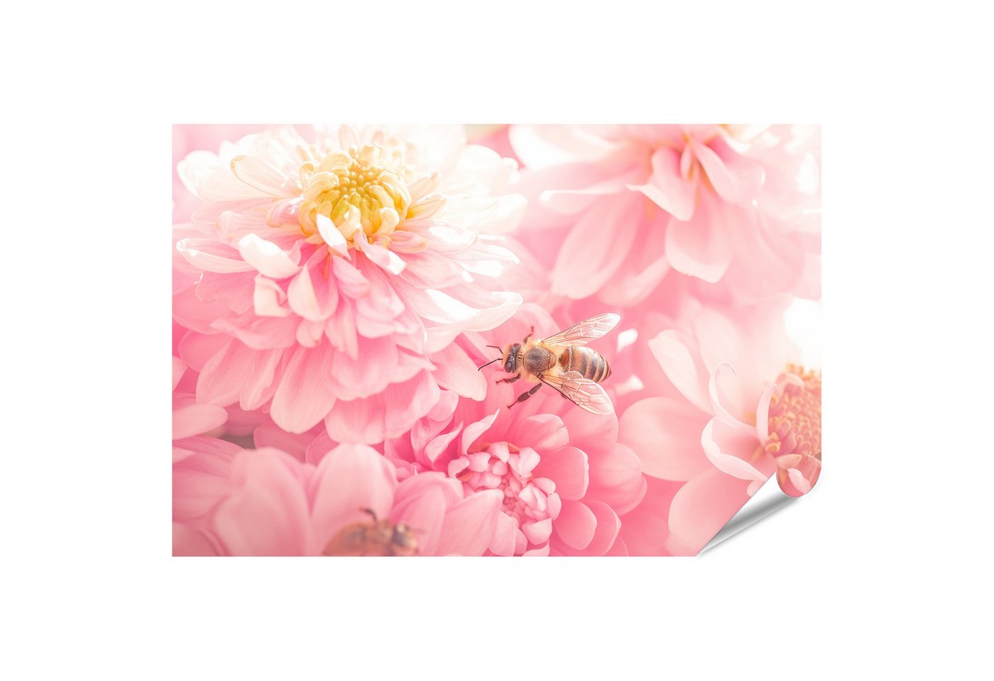 islandburner Poster, Biene auf rosa Blumen im Sonnenlicht islandburner Poster, Biene auf rosa Blumen im Sonnenlicht von islandburner