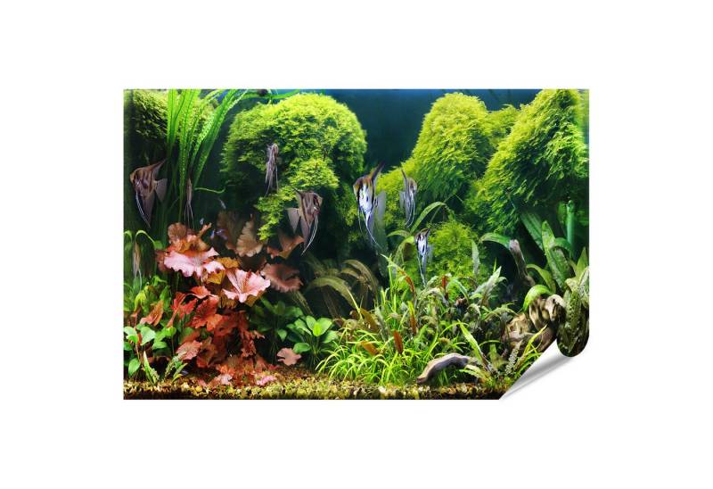 islandburner Poster Grünes Aquarium mit bunten Fischen und Pflanzen im Wasser Wandbild von islandburner