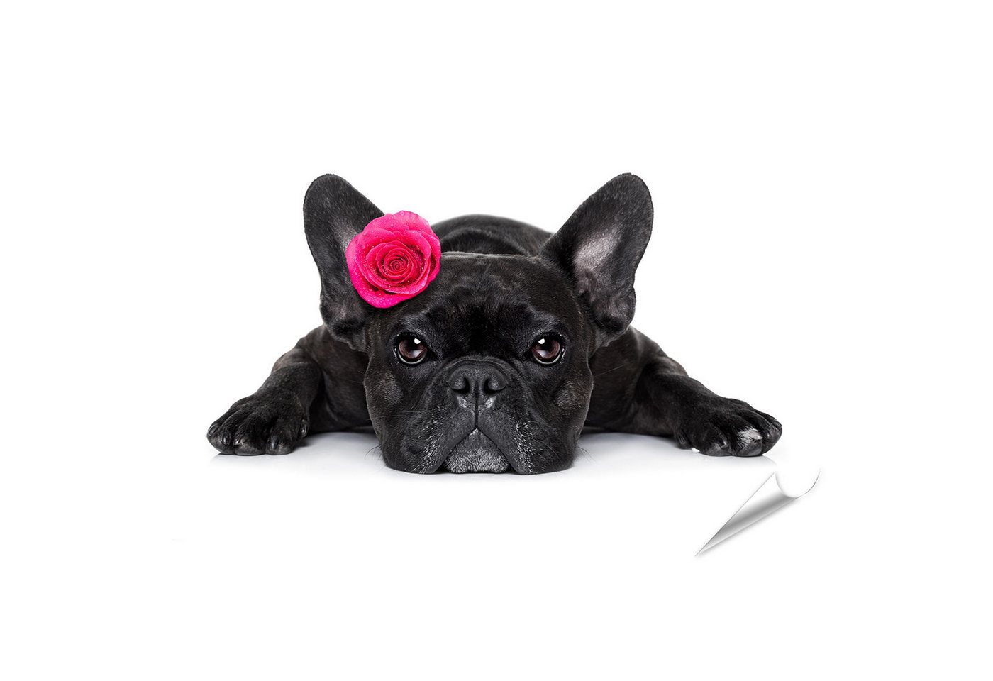 islandburner Poster Schwarze Bulldogge mit pinker Blume auf weißem Hintergrund Wandbild islandburner Poster Schwarze Bulldogge mit pinker Blume auf weißem Hintergrund Wandbild von islandburner