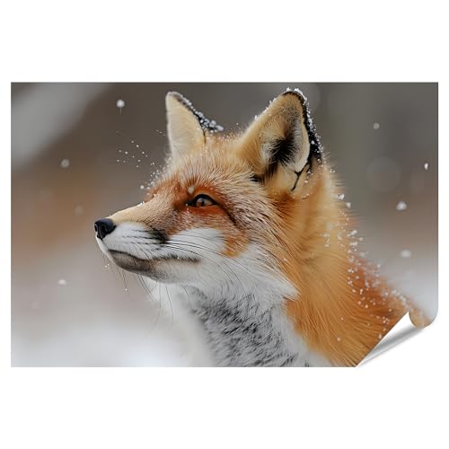 islandburner Prime Bild Poster Detailreiches Wandbild: Fuchs im Schnee, Sein Fell meisterhaft hervorgehoben Wohnzimmer Tierfotografie Studio Premium Bilder Fotodruck von islandburner