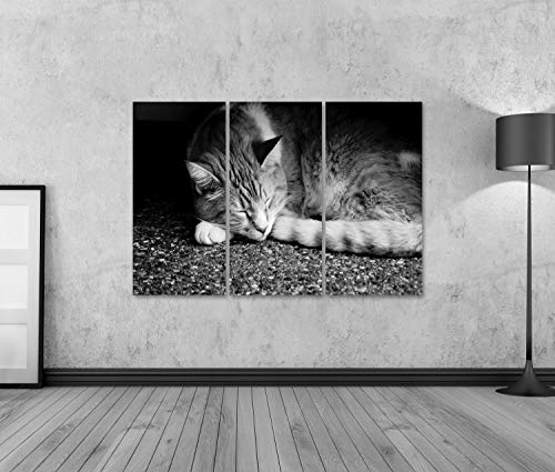 islandburner Prime Bild auf Leinwand Tabby Katze schlafend Schatten Schwarz Weiß Foto unter Bank Bilder Wandbilder Poster von islandburner
