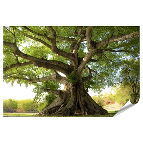 islandburner XXL Bild Poster Friedlicher Baum Premium Bilder Fotodruck HRJC-PGR von islandburner