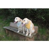 Bandana Hundehalstuch Beidseits Zu Tragen Hellblau Senffarben Mit Blumenmuster. in Verschiedenen Größen Bandana Hundehalstuch Beidseits Zu Tragen Hellblau Senffarben Mit Blumenmuster. in Verschiedenen Größen von itsadog