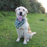 Bandana Hundehalstuch Blau Mit Zitronen in Verschiedenen Größen Bandana Hundehalstuch Blau Mit Zitronen in Verschiedenen Größen von itsadog