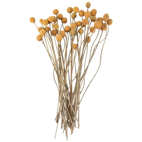 iubfegt 40 StüCk Getrocknete Craspedia Blumen Getrocknete Taste BäLle Blumen, Getrockneter Blumenstrauß für Arrangements Hochzeit Hause von iubfegt