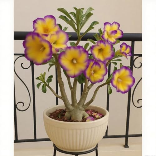 (Adenium obesum Stängel)/Winterharte Gartenpflanzen Einfach zu kultivierenStark duftendlanglebige BlütenPerfekt für Schnittblumen-4 Wüstenrosenzwiebeln-H von jhytdvli
