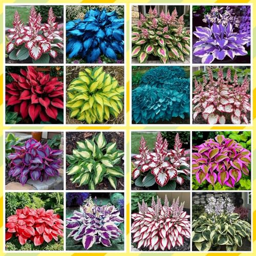 Exklusive Hosta-Zwiebriesenblatt Frostsichere Gartenpflanzen FüR Schattige Beete-10 hosta -i Exklusive Hosta-Zwiebriesenblatt Frostsichere Gartenpflanzen FüR Schattige Beete-10 hosta -i von jhytdvli