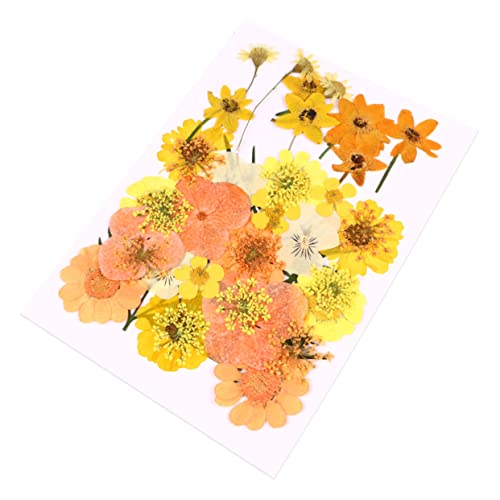 jojofuny 1 Satz Farbintensive Trockenblumen Materialset Echte Lebendige Für DIY Bastelprojekte Für Grußkarten Und Handarbeiten Orange 40 Stück von jojofuny