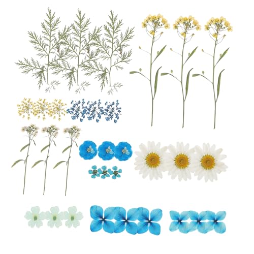 jojofuny Getrocknete Gepresste Blumen DIY Bastelmaterial Naturtrockenblumen Blaues Set für Scrapbooking Schmuck Kerzen Handgemachte Dekoration von jojofuny