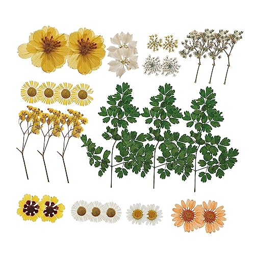 jojofuny Natürliche Trockenblumen DIY Set Bunte Gepresste Blumen Weiche Bastelblumen für Resin Schmuck Kerzendeko Scrapbooking Handybasteln Vielseitiges Embossing Material von jojofuny