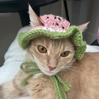 Wassermelone Haustier Hut | Hundemütze Katzen Haustierkostüm Obst Bucket Hat von joycestitchLA