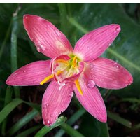 1 Glühbirne Halb-Double-Flowered Rain Lilie, Zephyranthes "Apple Jack' Regenblume Fee Lilie Magie Zephyr Atamasco Blüte Größe von jugjig