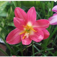 1 Glühbirne Halb-Double-Flowered Rain Lilie, Zephyranthes "Larana' Regenblume, Fee Zauberlilie, Zephyr Atamasco Blüte Größe von jugjig