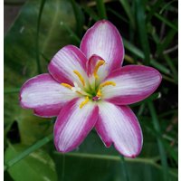 1 Glühbirne Halb-Double-Flowered Rain Lilie, Zephyranthes "My Picotee' Regenblume Fee Lilie Magie Zephyr Atamasco Blüte Größe von jugjig