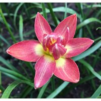 1 Glühbirne Halb-Double-Flowered Rain Lilie, Zephyranthes "Phrase Lor', Regenblume Fee Lilie Magie Zephyr Atamasco Blüte Größe von jugjig