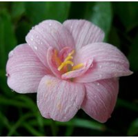 1 Glühbirne Halb-Double-Flowered Rain Lilie, Zephyranthes "Small Rose' Regenblume Fee Lilie Magie Seerose, Atamasco Blüte Größe von jugjig