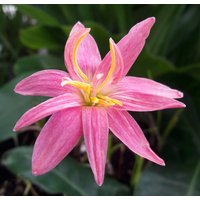 1 Glühbirne Halb-Double-Flowered Rain Lilie, Zephyranthes "Wasserlilie' Regenblume Fee Lilie Magie Seerose Seerose, Atamasco Blüte Größe von jugjig