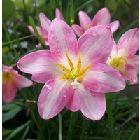 1 Glühbirne Regenlilie, Zephyranthes "Sweet Heart', Regenblume, Fee Lilie Magie Lilie, Zephyr Atamasco Blüte Größe von jugjig