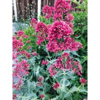 Rote Spornblume, Blumensamen, Mehrjährige Staude von juhuuBlumen